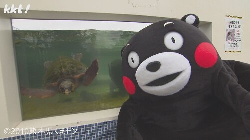 0802くまもん4.jpg