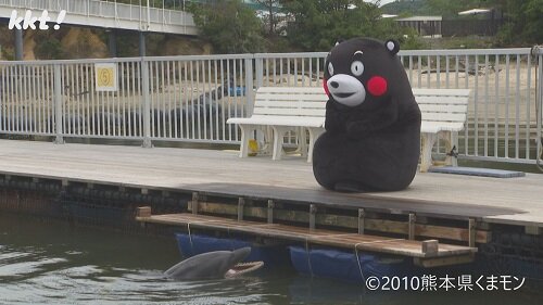 0802くまもん7.jpg