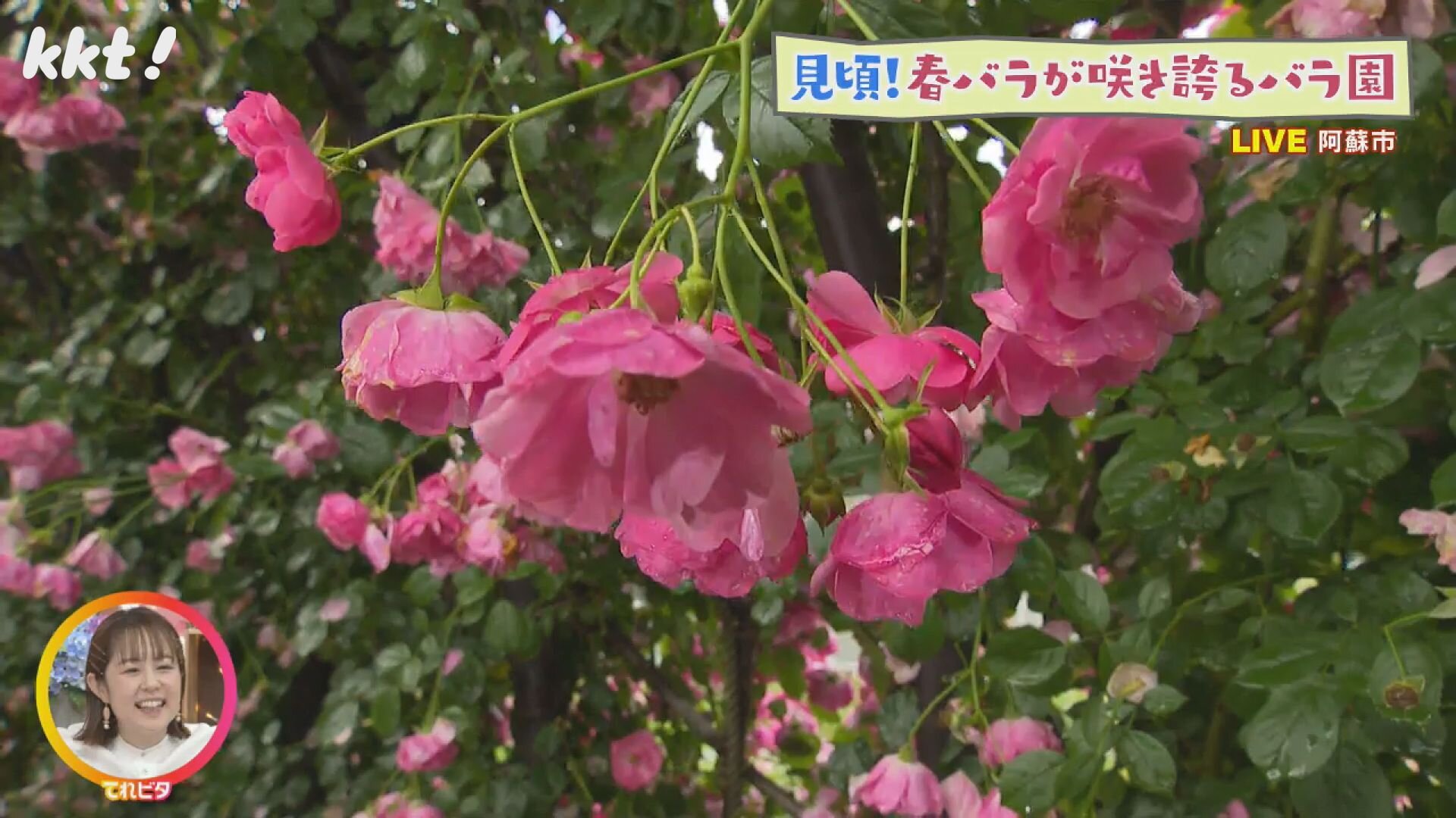 見頃!春バラが咲き誇る