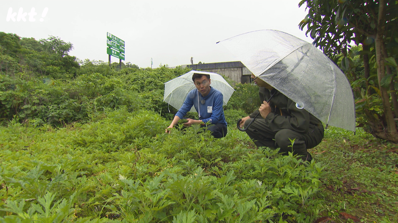 ヨモギで町おこし！津奈木町地域おこし協力隊を応援