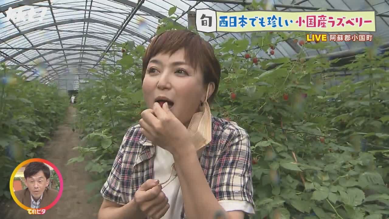 西日本では珍しい小国産ラズベリー