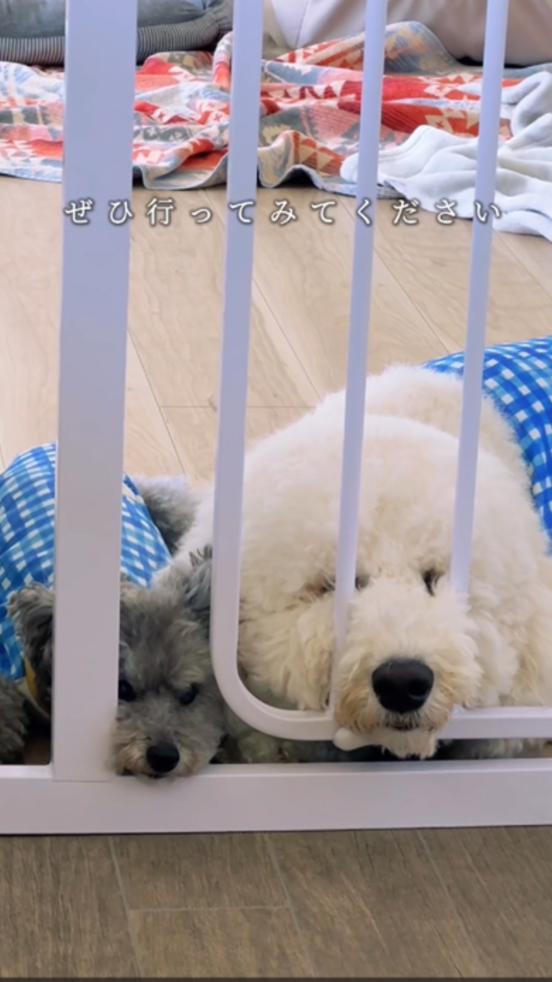 ワンちゃん店内同伴可能な 阿蘇の素敵なカフェ