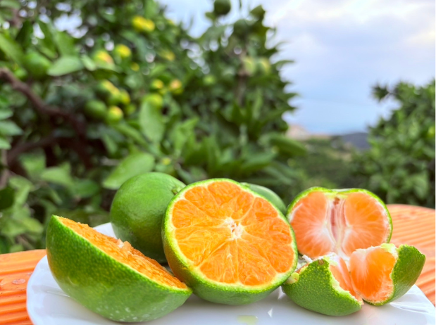 ZIP！HP　キャスターブログ用写真 (2) - コピー.png